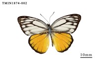 藏品(黃裙脈粉蝶)的圖片